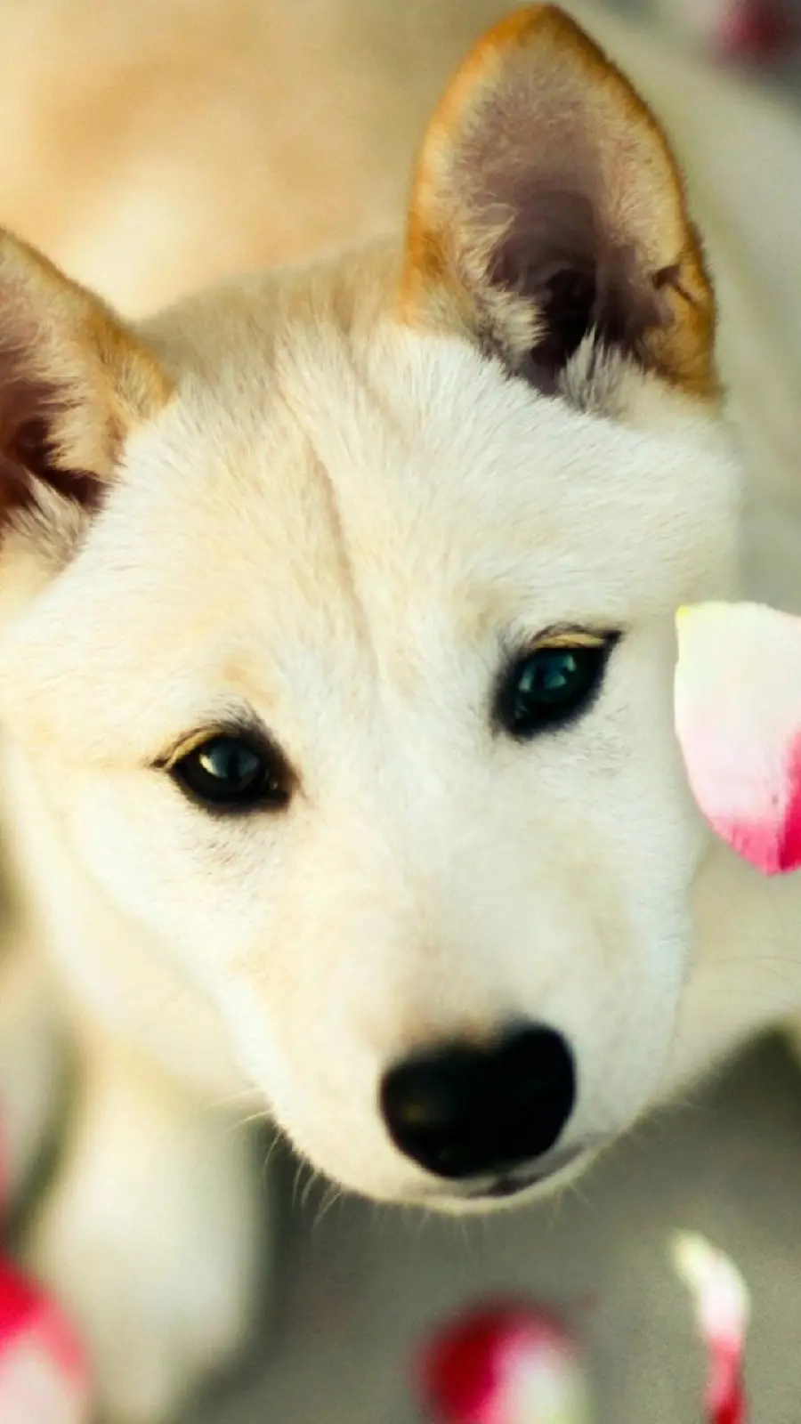 Spectacular photo of a white dog with special brown ears