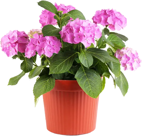 Photo of a Pot and Beautiful Flowers to Put on a Table PNG