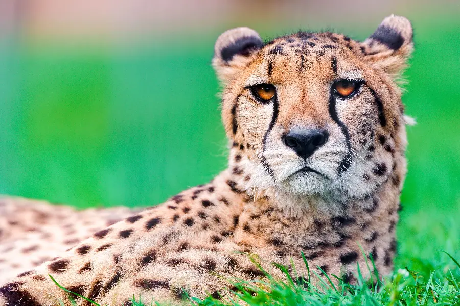 Photo of a wild cheetah in hd quality