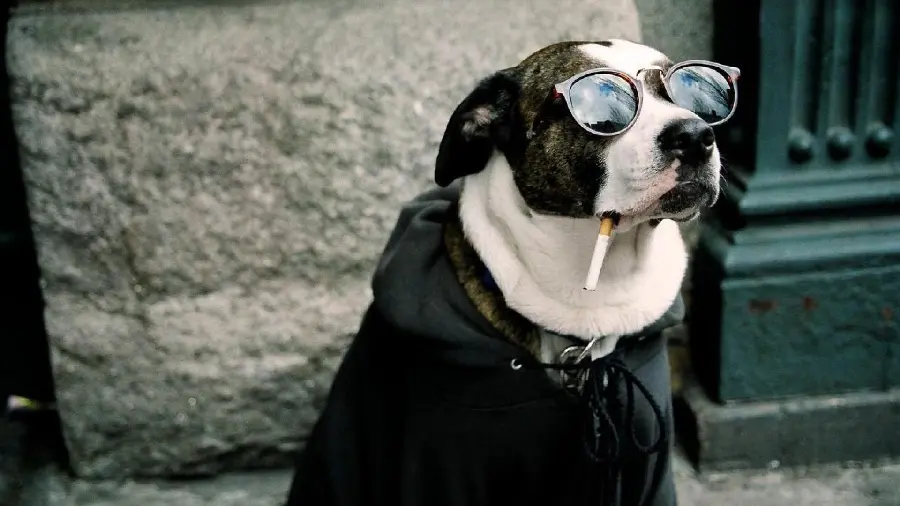 The Most Luxurious Wallpaper of Dog with Sunglasses and Cigarette