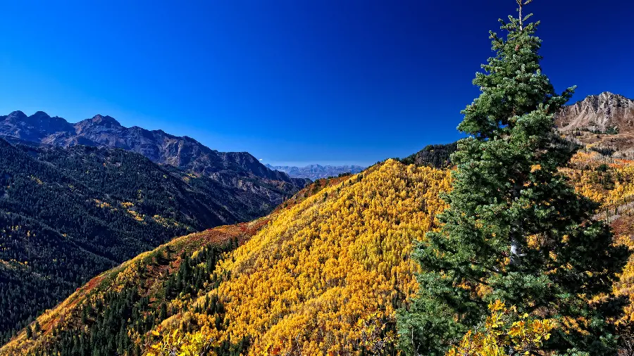 Wallpaper of a plain full of beautiful yellow flowers with very good quality