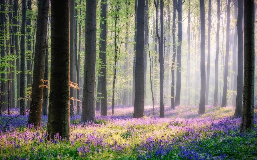 Photo of a dreamy lush forest with colorful blue and purple flowers