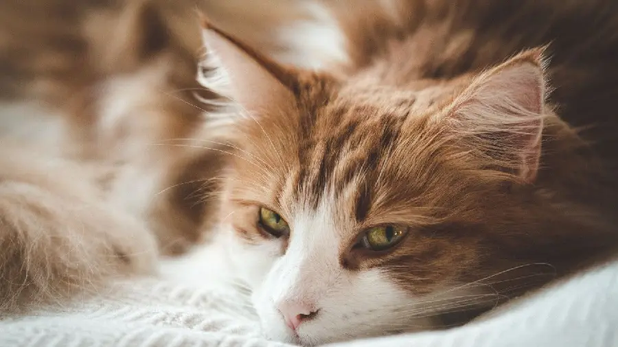The cutest sleepy cat photo for telegram profile