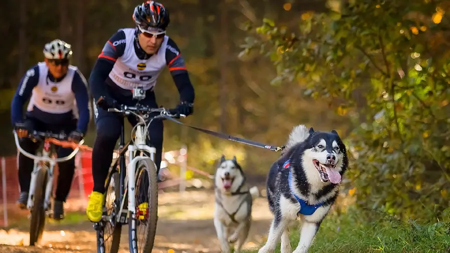 Photo of Husky Dogs Playing with Their Owners
