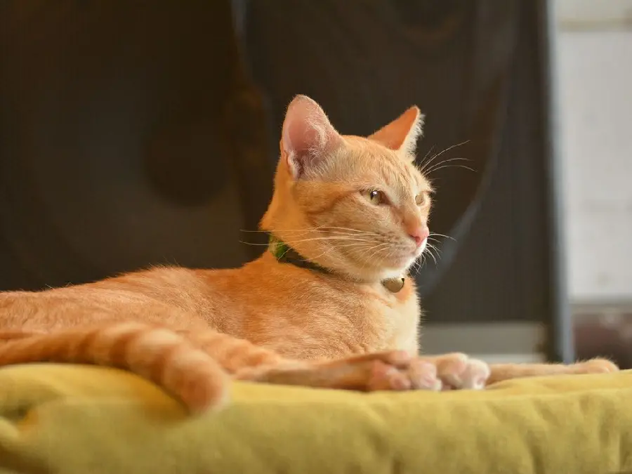 Beautiful orange cat sitting image for Instagram