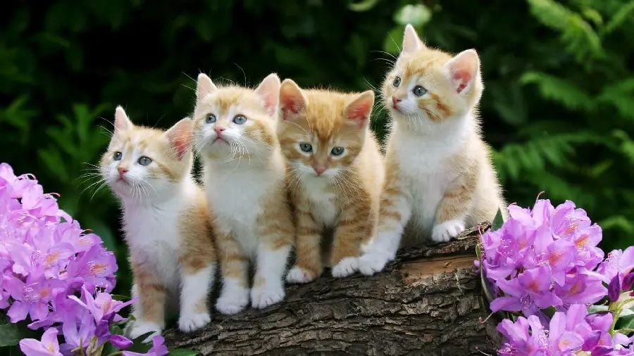 Spring photo of cute little kittens together 4k