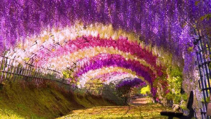 The most beautiful World Flower Tunnel with Cute Pink and Purple Flowers