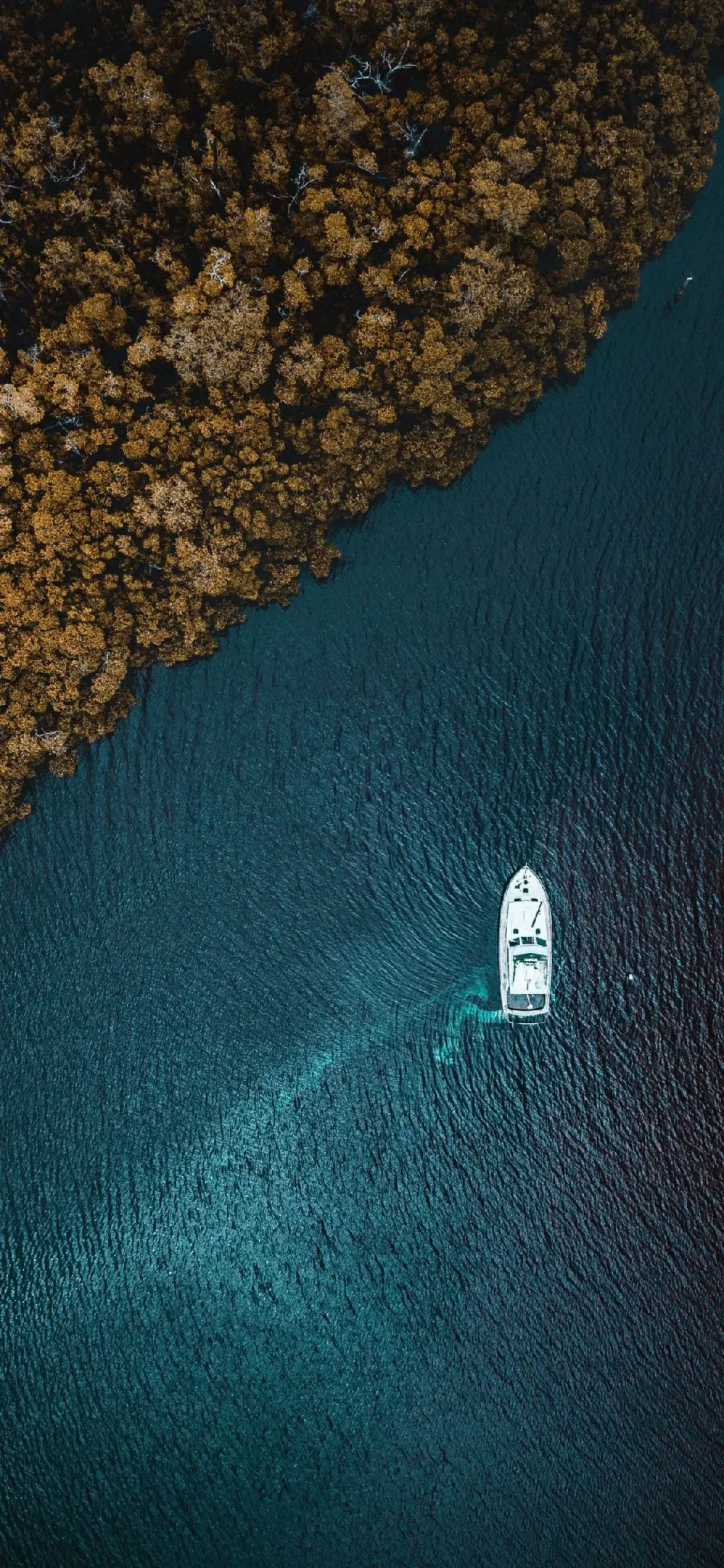 The best aerial image recorded of a white boat in the sea next to the yellow forest