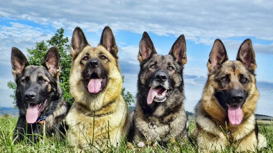 German Shepherd Dog Pictures
