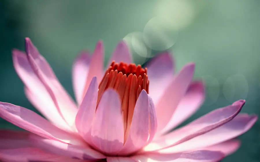 Download the most beautiful and latest high quality pink flower bud photo