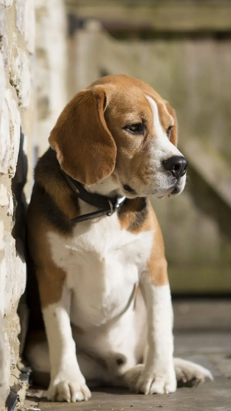 White and Brown Retriever Dog in a Beautiful Full HD View