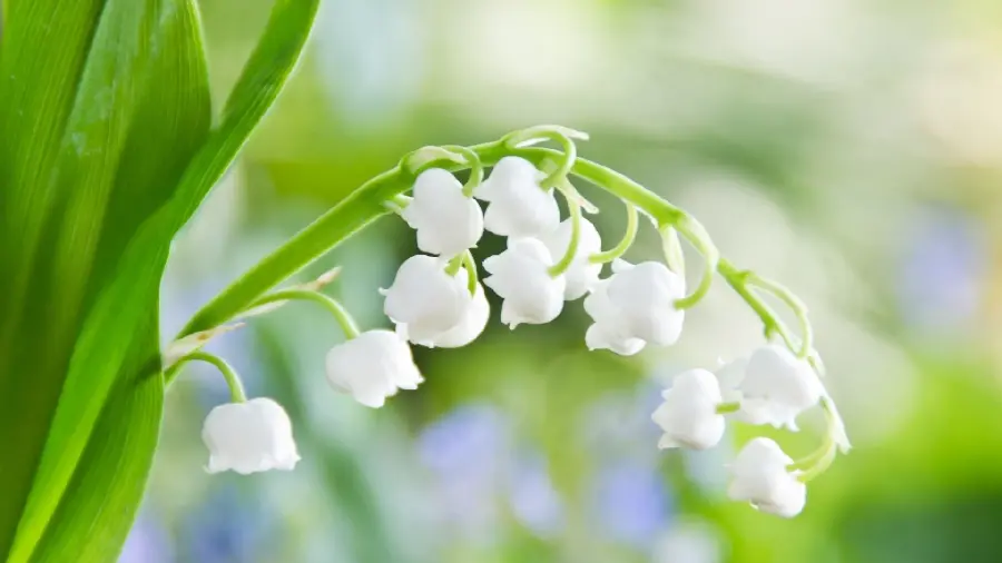 Dreamy Spring Blossom Photo 