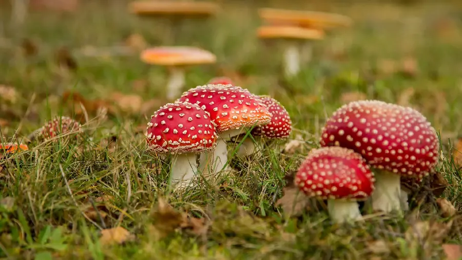 Beautiful laptop background with forest red mushroom design 2023