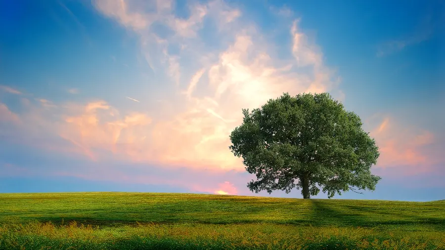 Beautiful photo of a single tree for profile and background