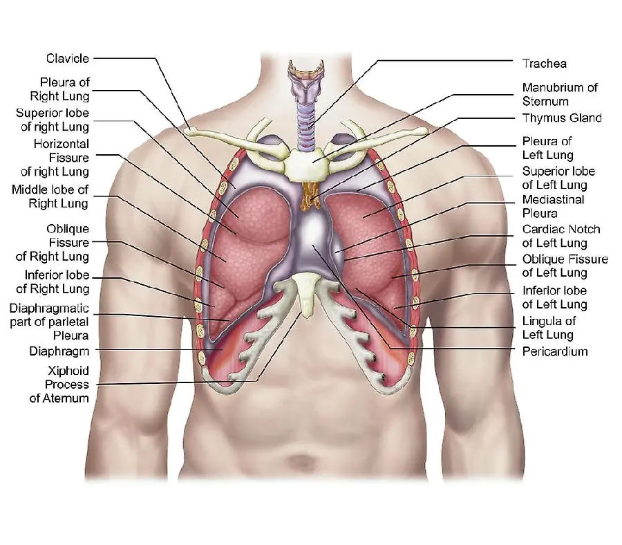 Human Lung Profile Photo with Explanation