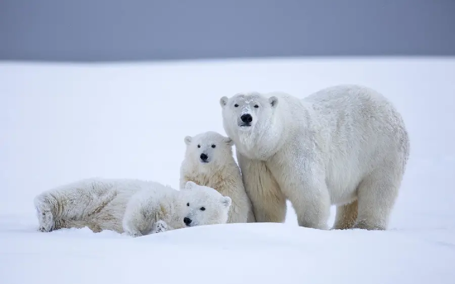Cool Background of Beautiful Polar Bears for Computer