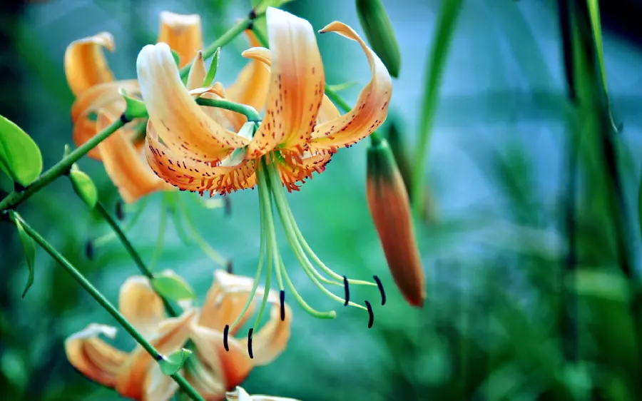 Beautiful but strange flower photo of the world in high quality