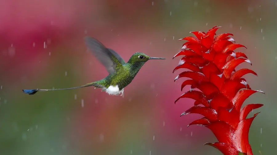 Download high-quality and free stock image of a small red bird