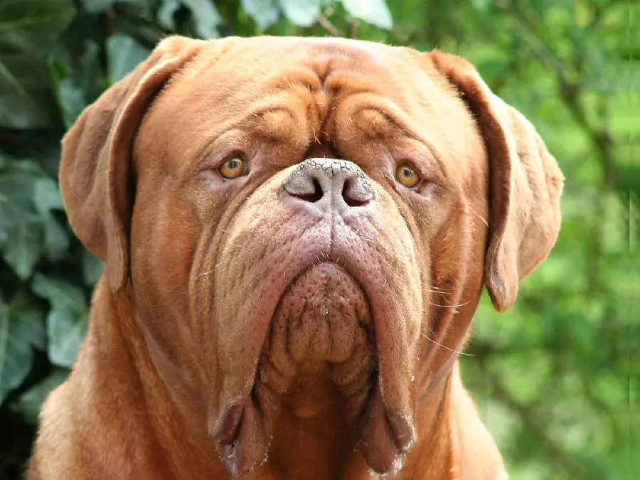 Funny photo of a giant fat bulldog dog with brown color
