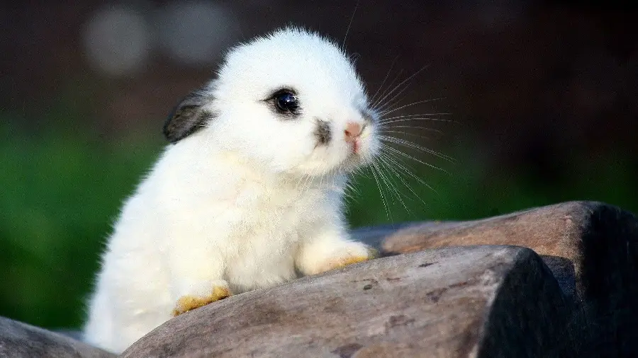 White rabbit wallpaper Cute in spring for computer