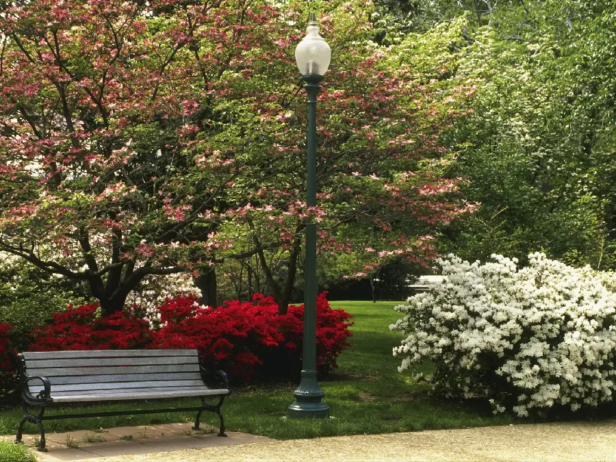 Amazing Spring Park Profile Picture with Beautiful Flower Bushes