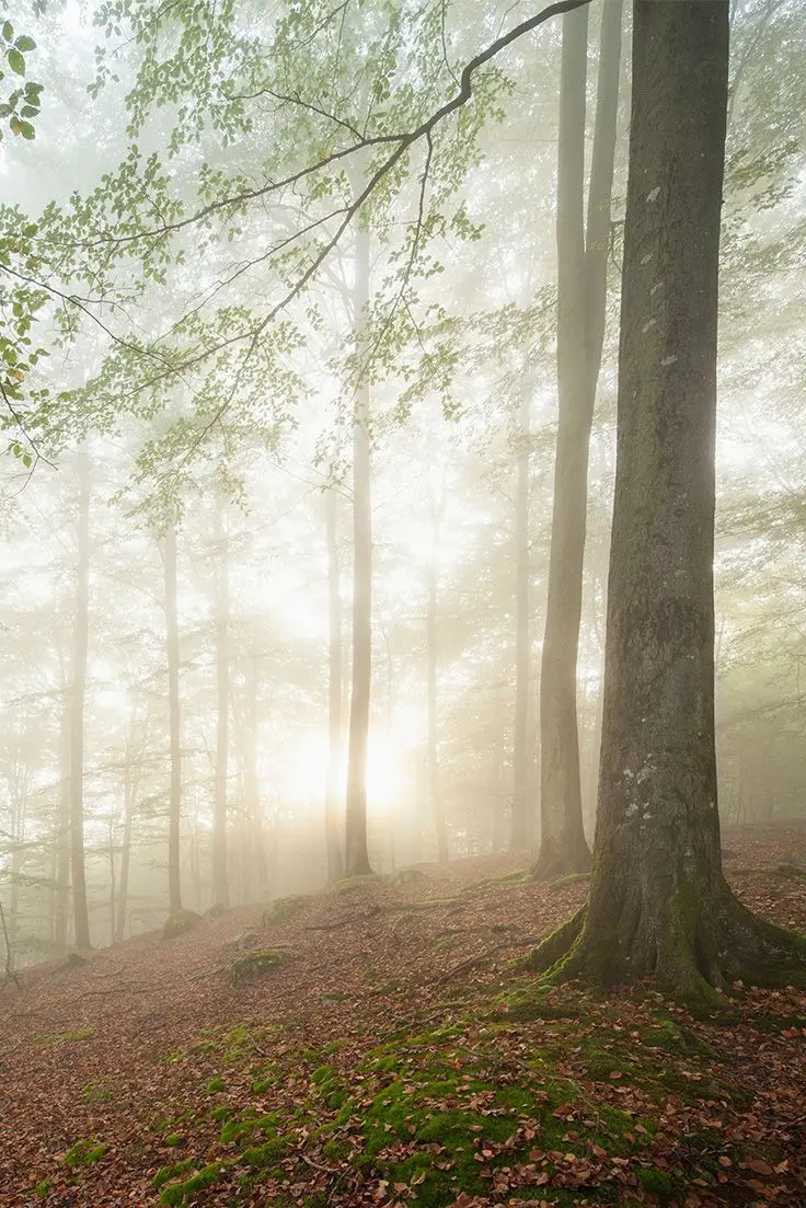 The most visible image of Scandinavian nature with the role of a foggy forest	
