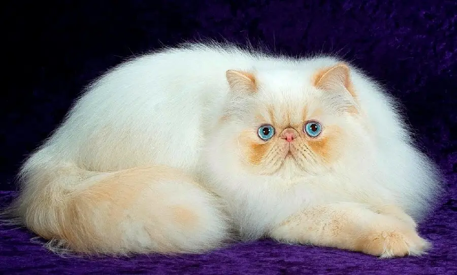 Cute and beautiful view of a Persian purebred cat for a post