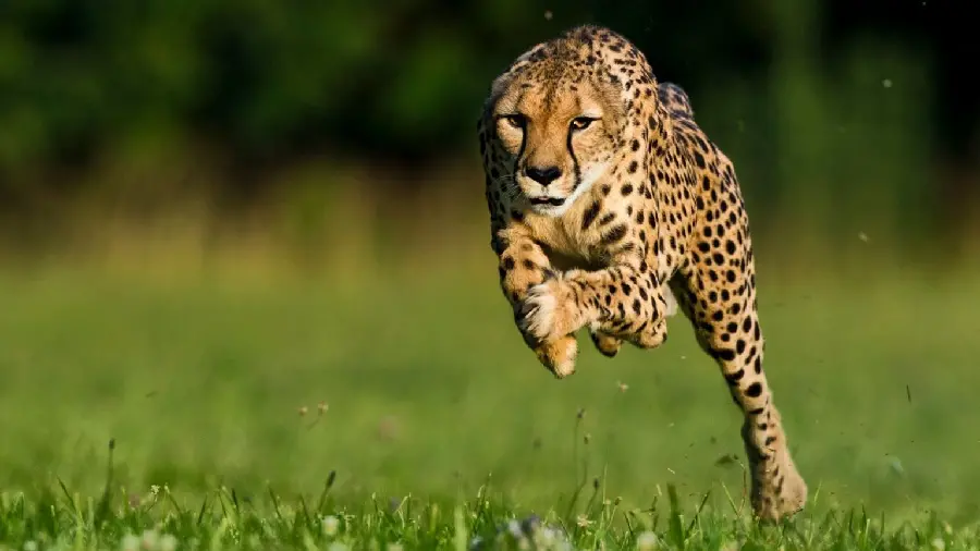 Download full hd quality photos of cheetahs and leopards