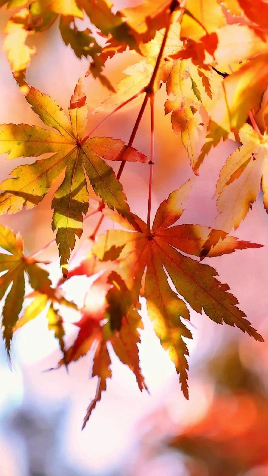 Leaf Photo for Background