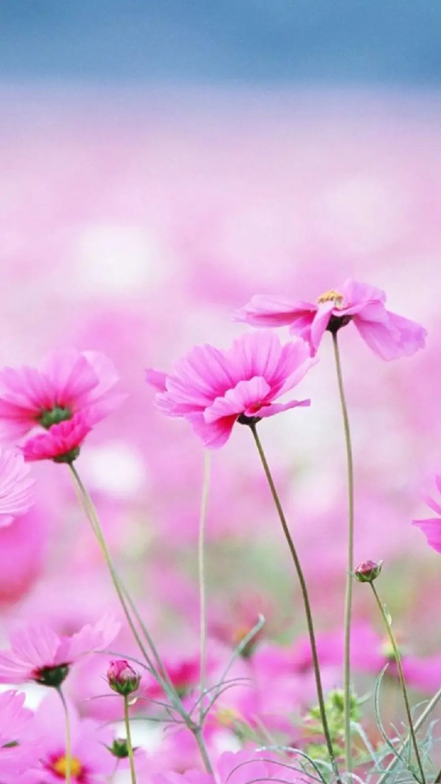 Girly iPhone wallpaper with a flower masterpiece design