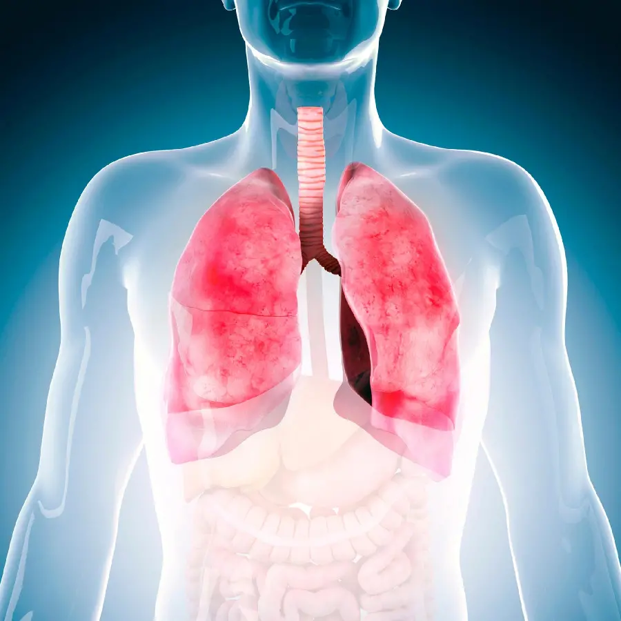 Photo of the respiratory system and anatomy of the lungs