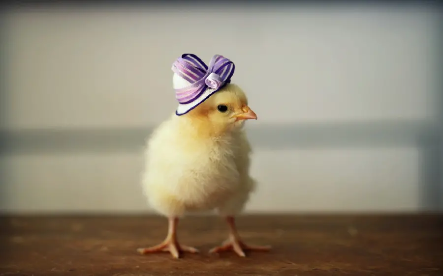 Cute little chick photo with purple hat for profile