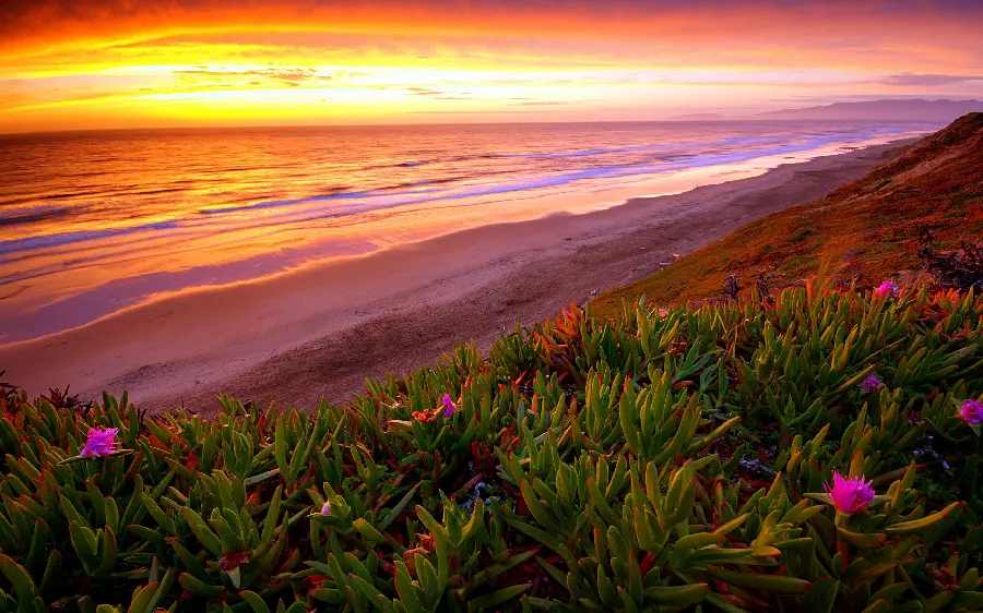 Stock photo of sunset with pink flower bushes