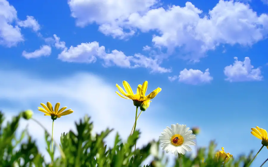 Wallpaper and background and fantasy sunflower photo with blue sky