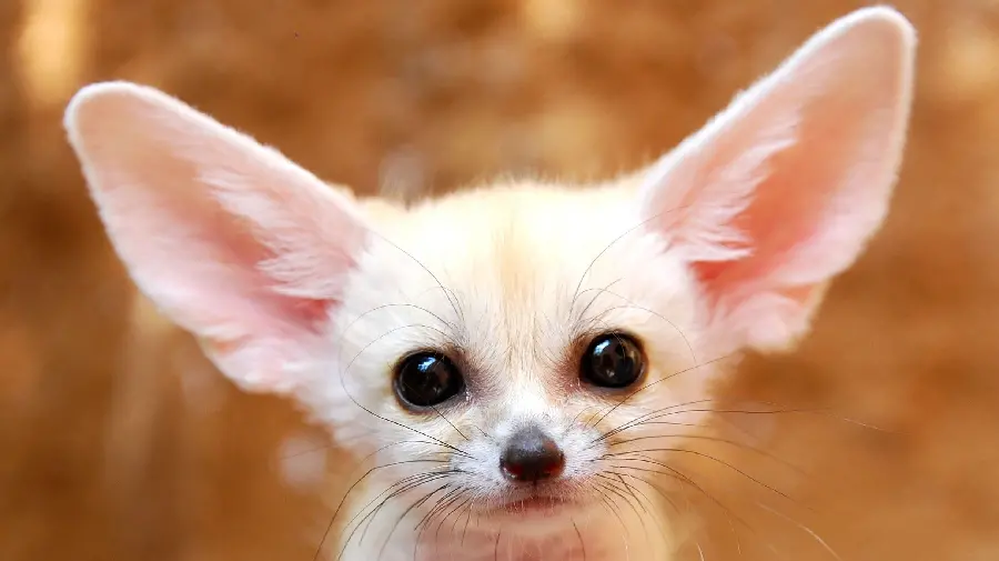 Long-eared white fox cub in a Full HD frame 