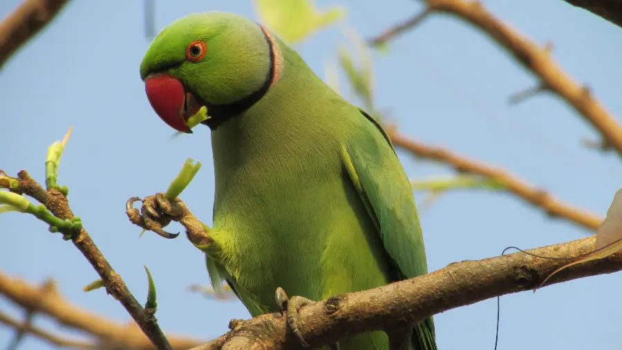 Photo of a green king parrot for profile