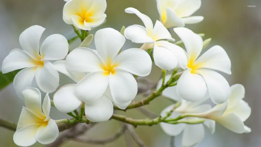 Dreamy girly profile with 8k quality plumeria flower design