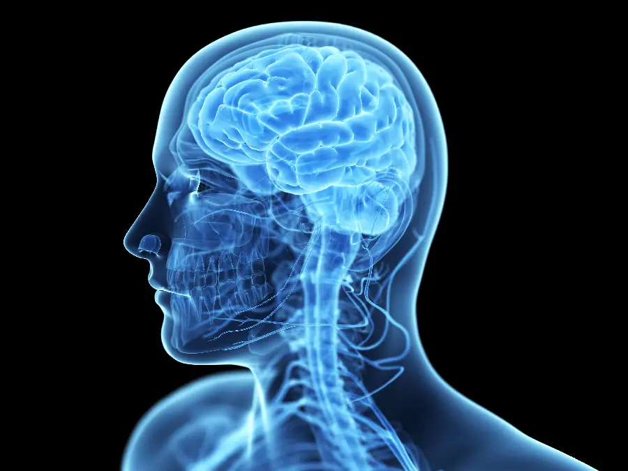 The most famous head and neck radiology for use in the article