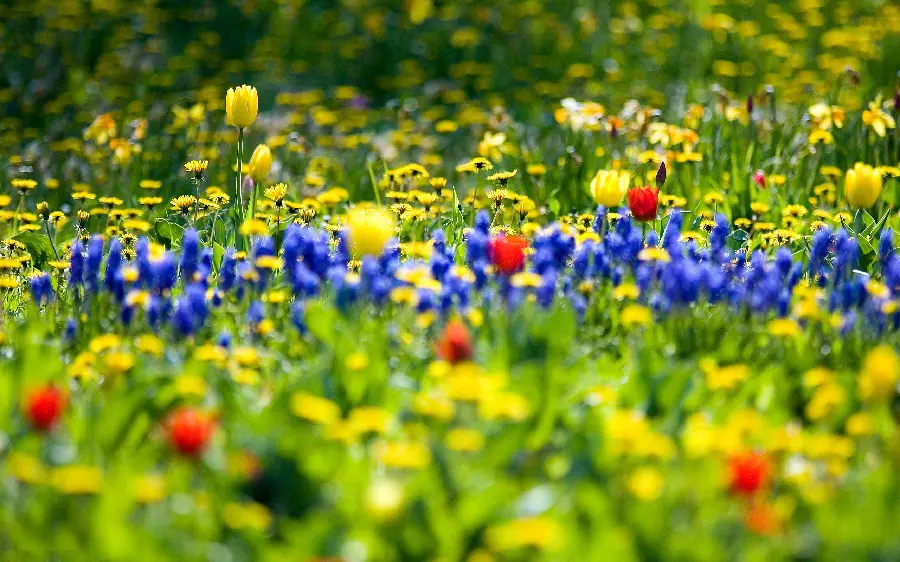 Stock and high-quality photo of a field of colorful and beautiful flowers