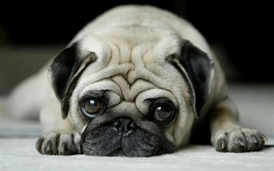 Download Black and White Bulldog Dog Wallpaper for Desktop