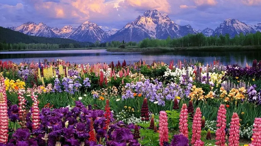 A magnificent purple background with a variety of beautiful flowers in the spring