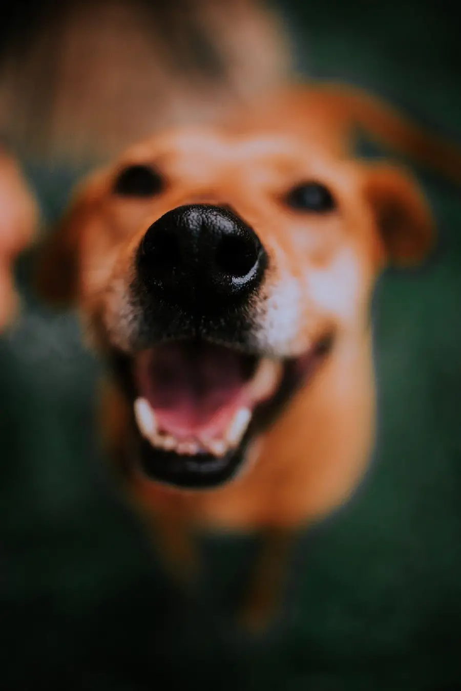 Cute Dog Background with Black Muzzle for iPhone and Android