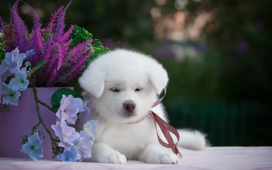 Beautiful white dog next to spectacular purple flowers