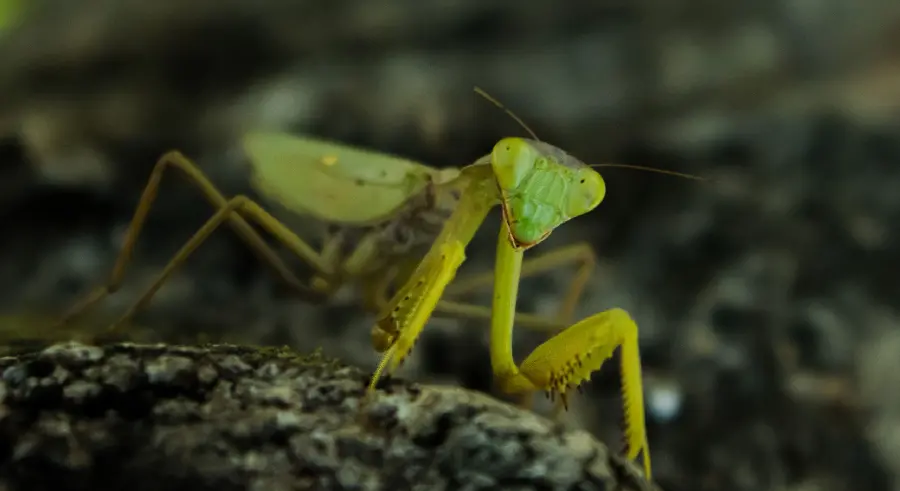 Interesting praying mantis with a beautiful green body in a 4K view
