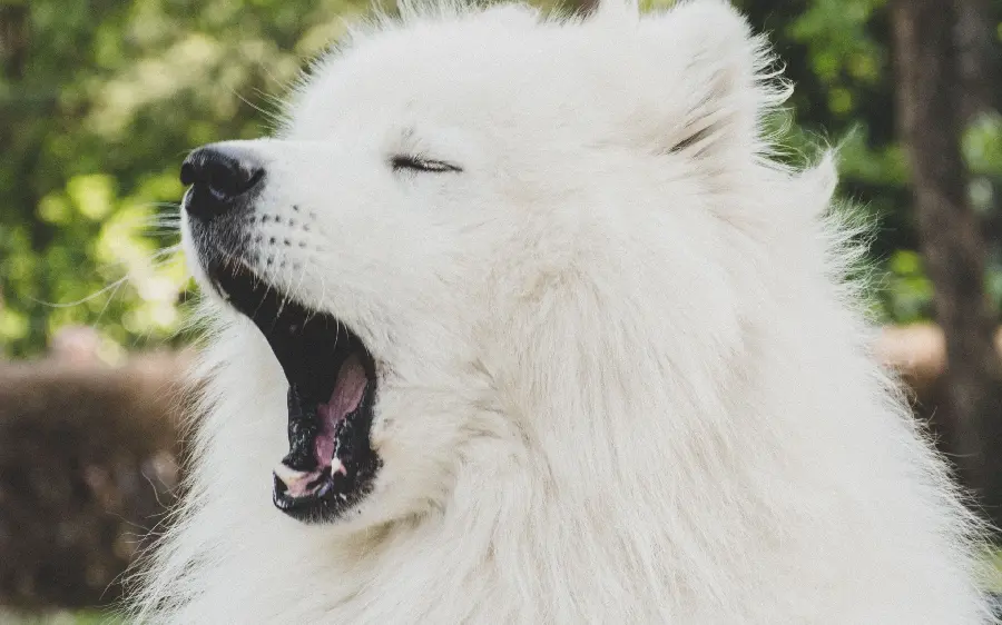 Very cute white wolf dog yawningDrag
