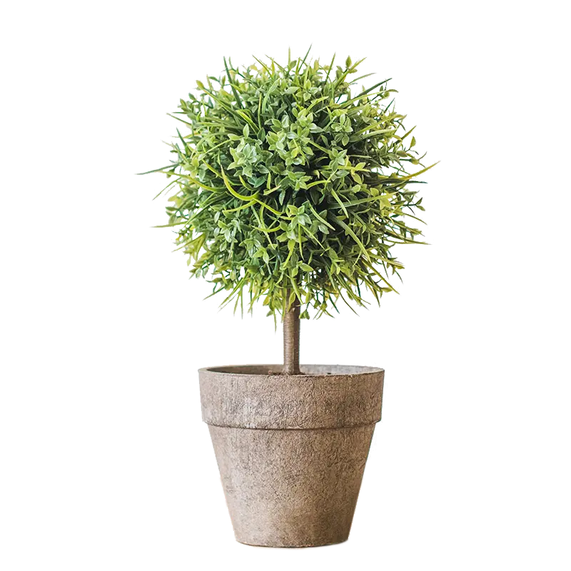 Full HD Photo of Houseplant PNG