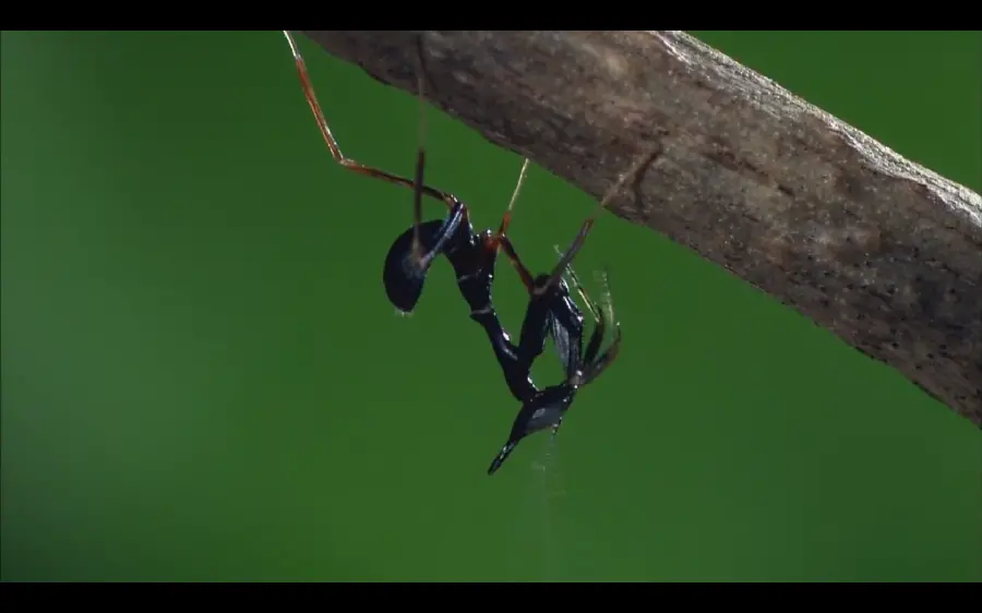 Exciting image of a black praying mantis insect with excellent resolution 