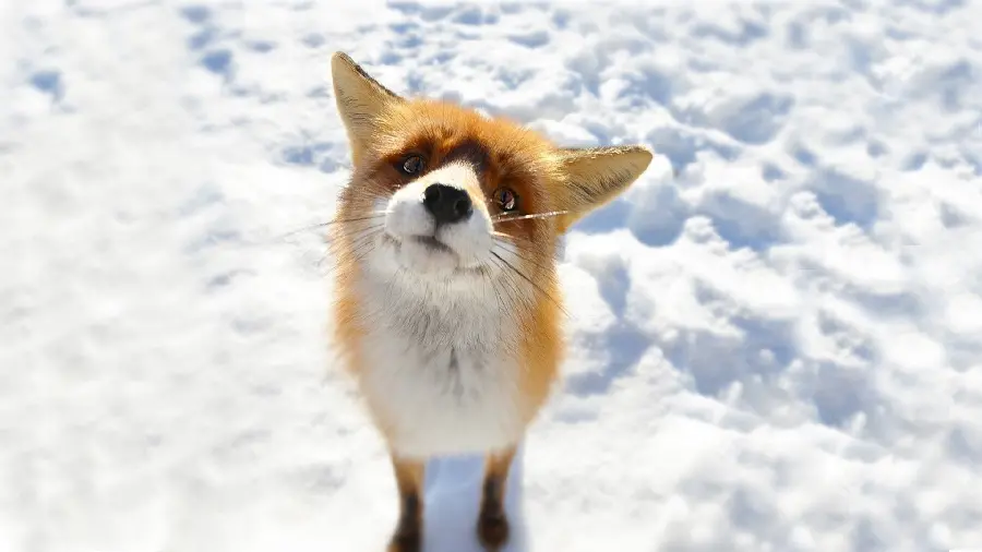 Super beautiful photo of a fox cub Cute in the snow
