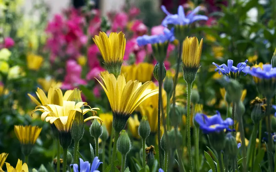 Colorful and very spectacular flower images in the heart of nature