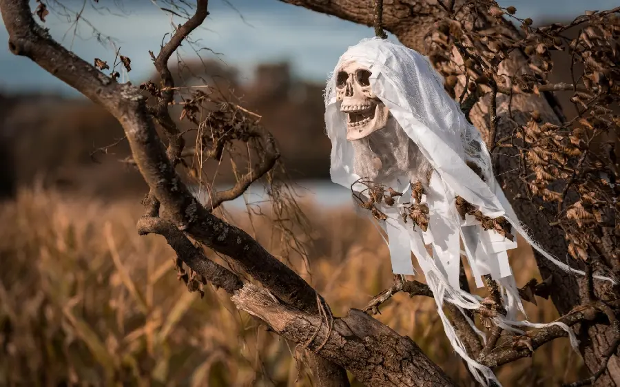 Scary HD background of a skull abandoned in nature
